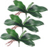 Miracliy Phalaenopsis Orchid Leaves - Fake Leaves Real Latex Touch Plants for Arrangement