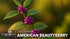 1 4 Inch Beautyberry | Live Plant | Callicarpa Americana, Fast-Growing Shrub, Vibrant Purple Berries, Attracts Birds