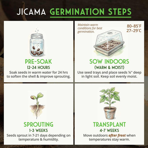 (1 Pack) Jicama Seeds for Planting Mexican Turnip (Pachyrhizus Erosus), Yam Bean Root Vegetable Drought-Tolerant