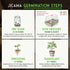 (1 Pack) Jicama Seeds for Planting Mexican Turnip (Pachyrhizus Erosus), Yam Bean Root Vegetable Drought-Tolerant