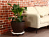 3 Packs Wheels13" Large Plant Caddy with Rolling Plant Stands Heavy-duty Plastic Plant Roller Base Pot Movers Plant