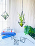 SZRUIZFZ Himmeli (6Pcs) Black Metal Air Plant Hanger, Tillandsia Air Plants Holders Unique, Modern Air Fern Display
