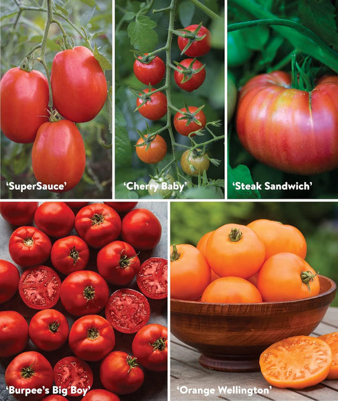 10 (1 Pack) Burpee Best Non-GMO Planting Tomato Seeds for Garden Gifts