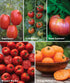 10 (1 Pack) Burpee Best Non-GMO Planting Tomato Seeds for Garden Gifts