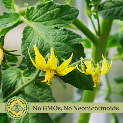 (2) 4" 8" 4" Inch Clovers Yellow Pear Tomato Plants Two Live Plants Non-GMO - Not Seeds - Each to Tall in Pots