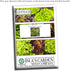 1000+ Packet, 85% Prizehead Lettuce Seeds for Planting, Heirloom Seeds Per (Isla's Garden Seeds), Non GMO Seeds