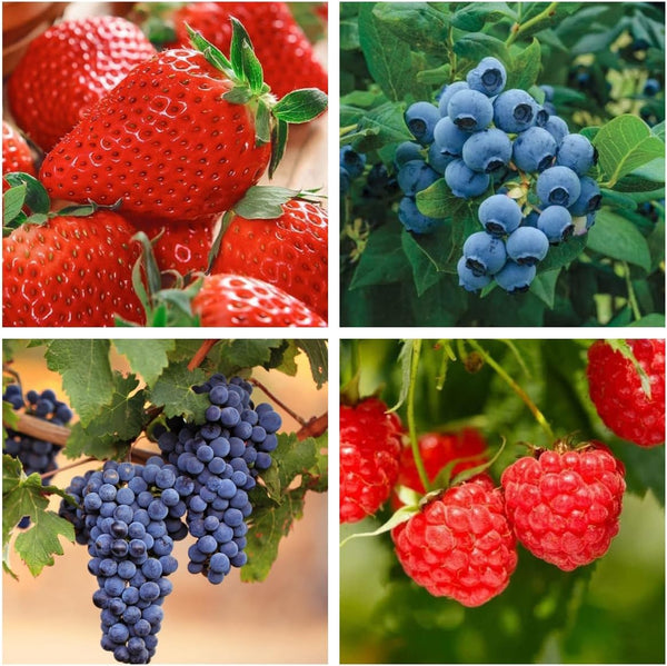 1000+ Mixed Fruit Seeds for Planting - Strawberry Raspberry Blueberry & Grape