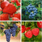 1000+ Mixed Fruit Seeds for Planting - Strawberry Raspberry Blueberry & Grape