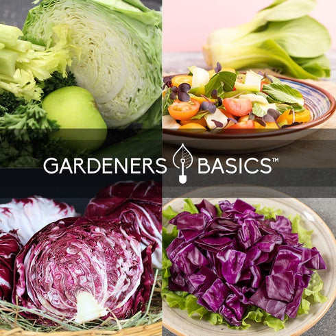 5 Packets Gardeners Basics, Cabbage Seeds for Planting Individual Bok Choy, Michihili (Napa) Chinese Cabbage, Red