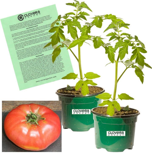 Clovers Garden Giant Belgian Tomato Plants- Two (2) Live Plants Non-GMO -