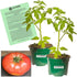 Clovers Garden Giant Belgian Tomato Plants- Two (2) Live Plants Non-GMO -