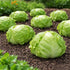 Sunutri Seeds Crisphead Iceberg Lettuce Seeds Compact Round Heads with Crisp Texture for Home Gardens, Raised Beds