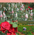 100 Grams Natural Real Red Rose Flower Petals Dried Rose Petals for Foot Bath Body Bath SPA Wedding Confetti Decoration