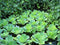 PlantBros Bundle of 3 Water Lettuce Aquatic Live Plant Pistia Stratioes Floating