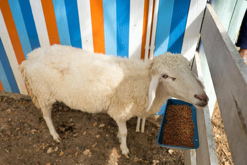 2 Pack, 5.5 Chicken Feeder Waterer, Goat Feeder - Quart, for Goats Chickens Duck Sheeple Dogs Piglets Deers Gooses