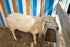 2 Pack, 5.5 Chicken Feeder Waterer, Goat Feeder - Quart, for Goats Chickens Duck Sheeple Dogs Piglets Deers Gooses