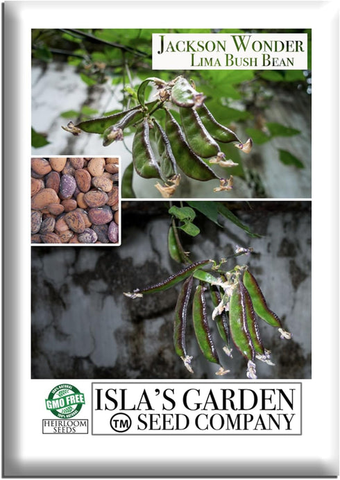 Jackson Wonder Lima Bush Bean Seeds (Phaseolus lunatus) 50+ Heirloom Non-GMO Seeds