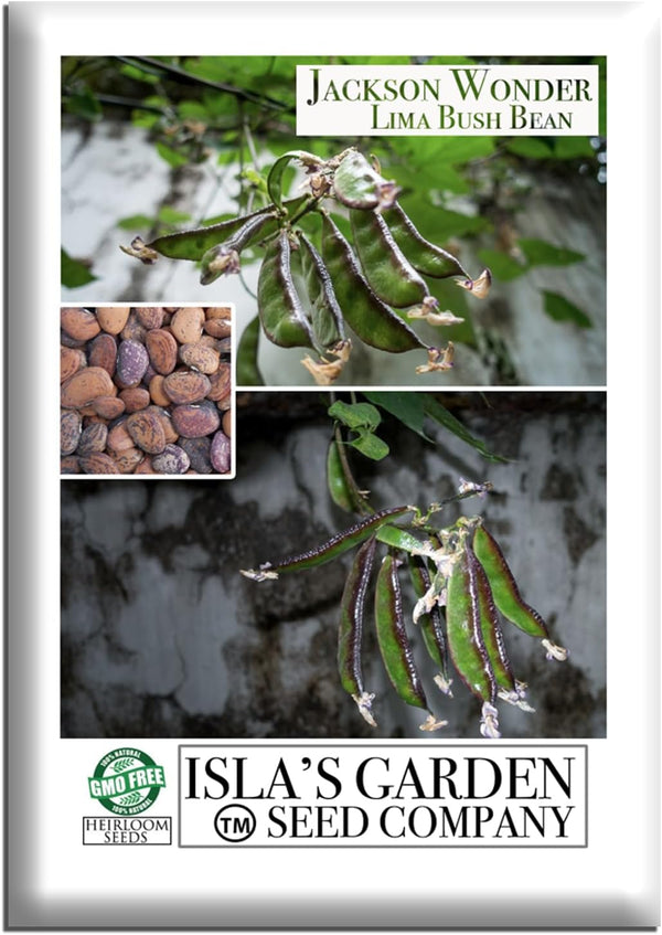 Jackson Wonder Lima Bush Bean Seeds (Phaseolus lunatus) 50+ Heirloom Non-GMO Seeds