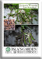 Jackson Wonder Lima Bush Bean Seeds (Phaseolus lunatus) 50+ Heirloom Non-GMO Seeds