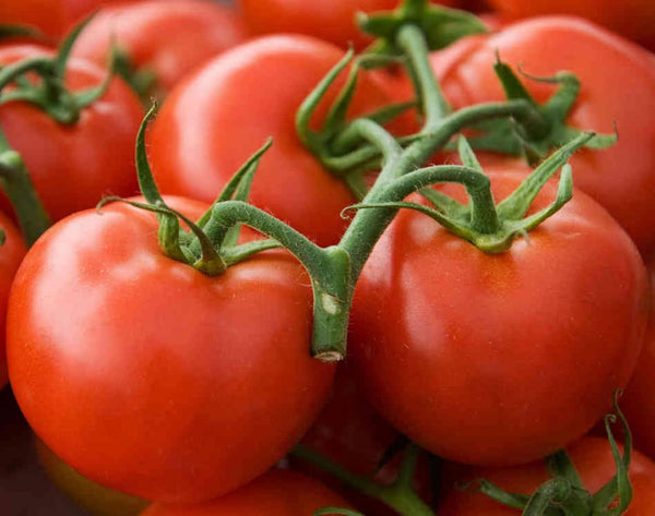 Arkansas Traveler Heirloom Tomato Seeds- 50+ Seeds