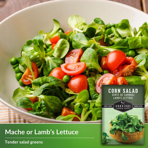 (3 Packs) Corn Salad Seeds for Planting - Mache, Lamb's Lettuce - Cold Hardy Salad Greens - Heirloom Verte de Cambrai