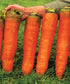 SeedsUA Giant Carrot Seeds Red Vegetable for Planting Giant Non GMO 2000 Seeds
