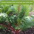 Packets Sow Right Seeds - Perennial Vegetable Seed Collection for Planting - Artichoke, Rhubarb, and Asparagus - Tasty
