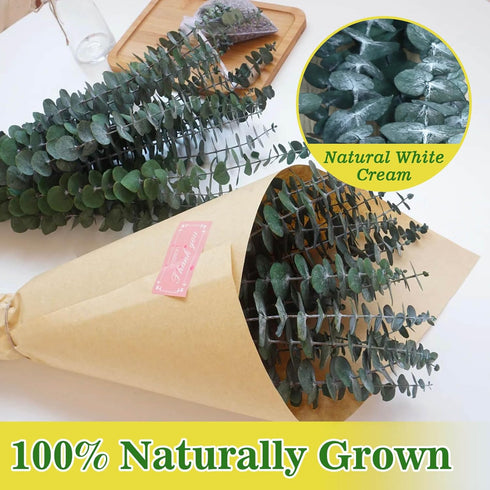11 PCS Real Dried Eucalyptus for Shower Hanging Decor - 17'' Large Stems from Fresh Leaves for Bathroom