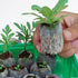 Woohome 150 PCS Peat Pellets Seeding Soil Set, Compressed Peat Block with Plant Labels for Indoor Outdoor Gardening