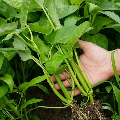 500+ Kong Xin CAI Vegetable Seeds Water Spinach Kangkong Delicious Vegetable Seeds for Green Leaf Planting Garden