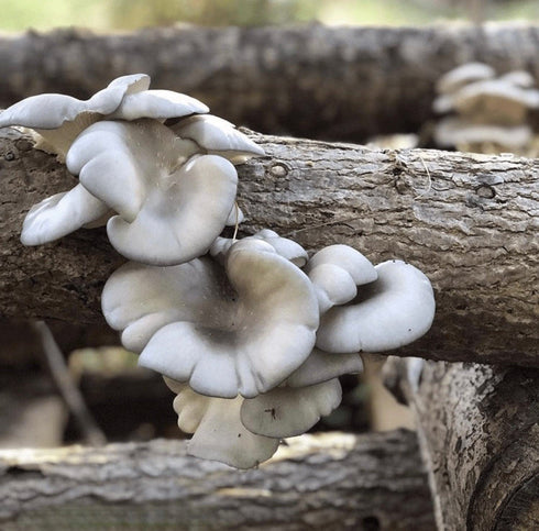 (100 North Spore Organic Blue Oyster ct) Mushroom Plugs for Logs | Premium Quality Mushroom Plug Spawn | Handmade
