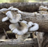 (100 North Spore Organic Blue Oyster ct) Mushroom Plugs for Logs | Premium Quality Mushroom Plug Spawn | Handmade