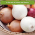 Packets Sow Right Seeds - Short Day Onion Seed Collection for Planting - Red Creole, Crystal White Wax, Texas Early