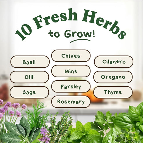10 Pack: (10 Pack) Seedboy Organic Non GMO Herb Variety Basil, Cilantro, Mint, Oregano, Parsley, Thyme, Chives, Dill