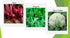 Apexmode Premium Winter Vegetable Seeds Collection for Planting Organic Non-GMO Heirloom Seeds Radish, Pea, Broccoli