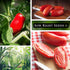 Packet (1) Sow Right Seeds - San Marzano Tomato Seeds for Planting - Non-GMO Heirloom with Instructions to Plant a Home