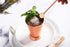 Sol Living Mint Julep Cups Set of 4, 12 oz Stainless Steel Lining Copper Cups for Cocktails and Mixed Drinks Barware Set