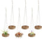 6 Pcs Hanging Wooden Air Plant Holder - 3" Round Airplants Live