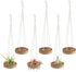 6 Pcs Hanging Wooden Air Plant Holder - 3" Round Airplants Live