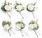 Ling's Moment 6pcs Boutonniere for Men, Artificial Flowers for Wedding Decor, White Baby Breath Ivory