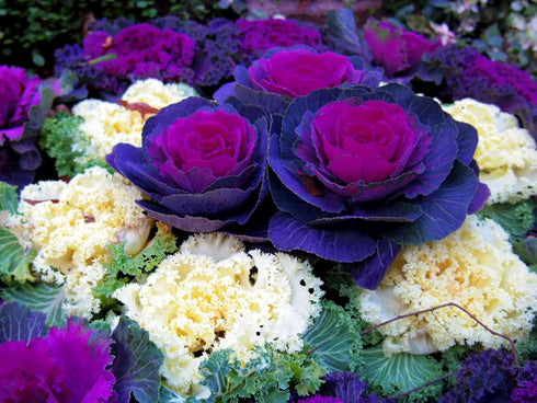 KIRA SEEDS Seeds Flowering Kale Large Leaf Mix - Heirloom Vegetable - GMO Free