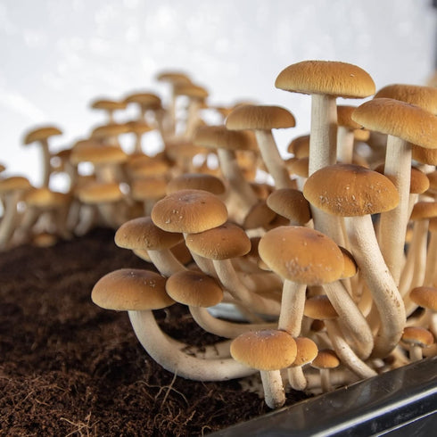 (5 lb) Boomr Bag Manure-Based Sterile Mushroom Bulk Substrate | Maximum Yield Formula | Made in USA | Grow Dung-Loving