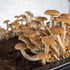 (5 lb) Boomr Bag Manure-Based Sterile Mushroom Bulk Substrate | Maximum Yield Formula | Made in USA | Grow Dung-Loving
