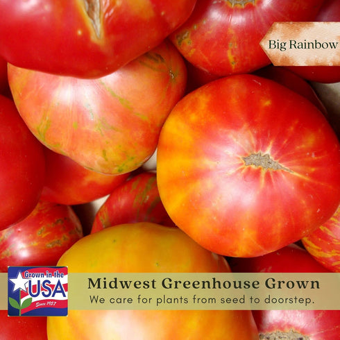 (2) 4" 8" 4" Inch Clovers Garden Big Rainbow Tomato Plants Two Live Plants Non-GMO - Not Seeds - Each to Tall in Pots