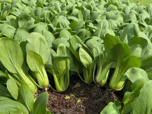 Generic 3000+ 99% Organic Bok Choy Seeds Ci Tha Pak Choi Chinese Cabbage Non-GMO, Heirloom, Made in USA - Germination