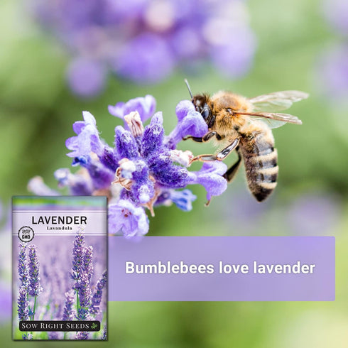 Packet (1) Sow Right Seeds - English Lavender Seeds for Planting - Non-GMO Heirloom with Instructions to Grow Beautiful