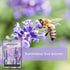 Packet (1) Sow Right Seeds - English Lavender Seeds for Planting - Non-GMO Heirloom with Instructions to Grow Beautiful