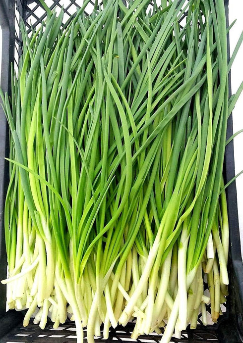 250+ Seeds Bunching Green Onions Scallions Seeds for Planting Perennial Vegetable Garden Spring Onions Non-GMO