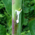 Packet 50 Palm Beach Medicinal Herbs - Wild Lettuce (Lactuca virosa) - of Seeds