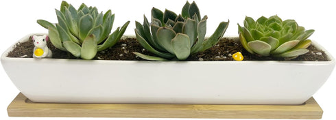 White Succulent Planter Pot Set of 2 - 11.1x2.36x1.77 Inch Long Rectangular Modern Ceramic with Saucer for Office